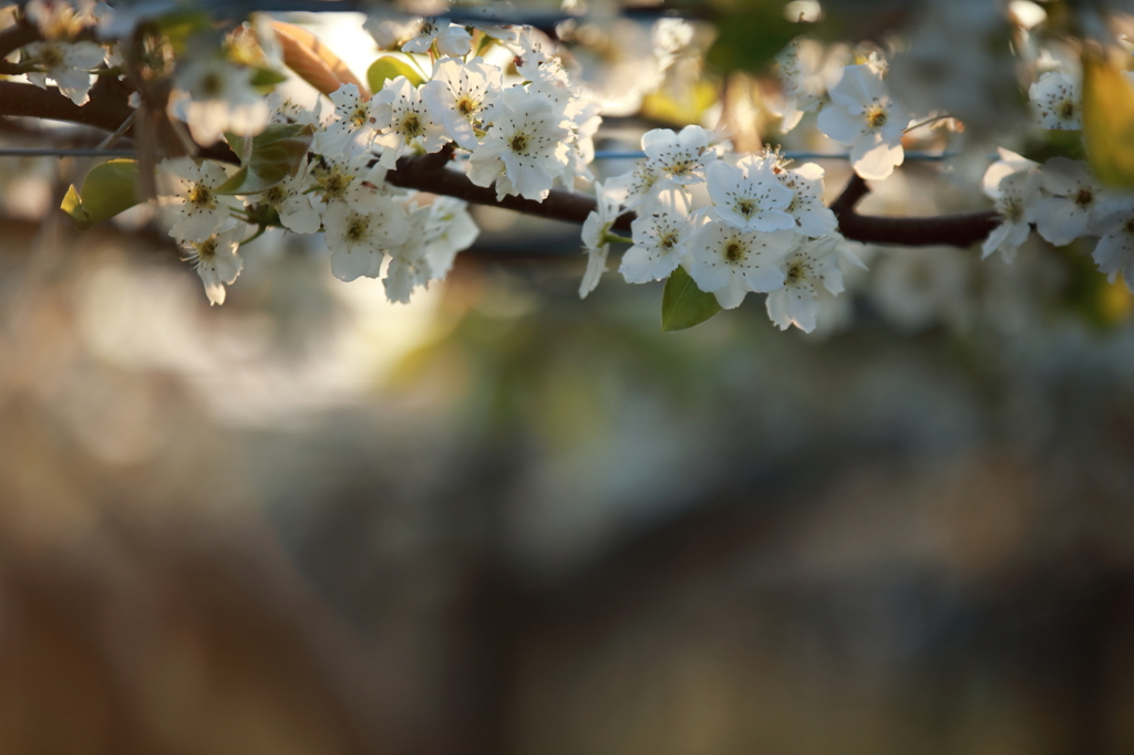 梨の花