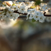 梨の花