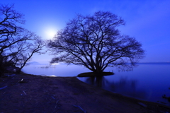 月夜の水中木