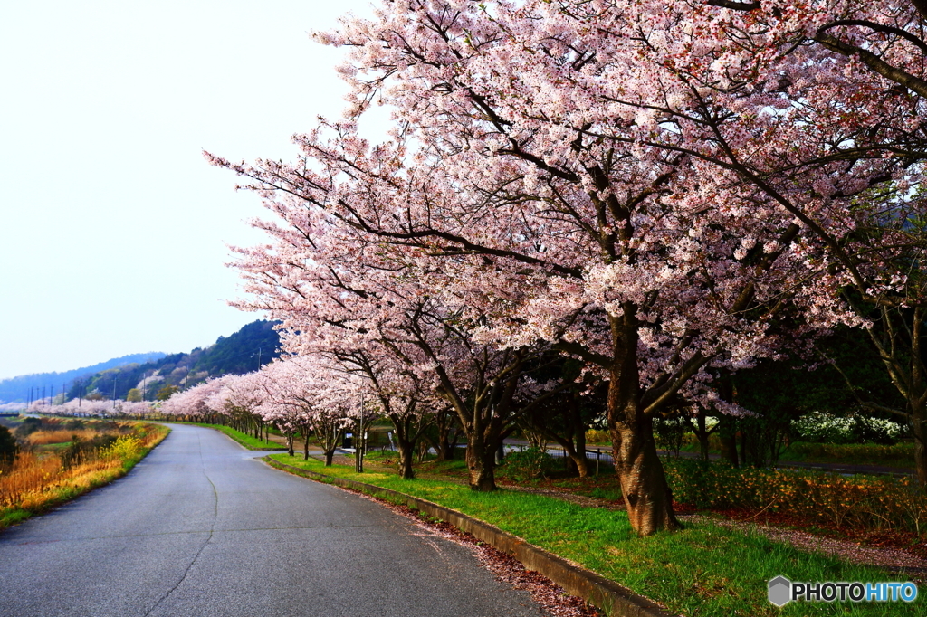 宇曽川縁の桜