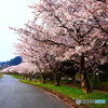 宇曽川縁の桜
