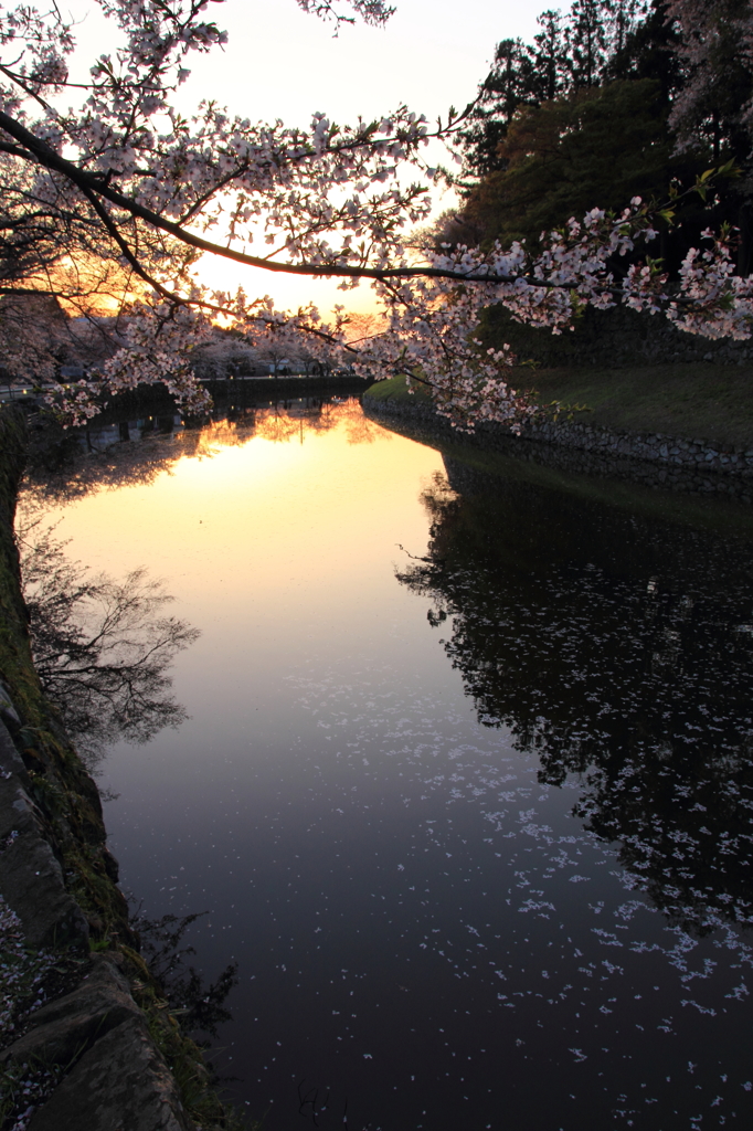 御堀の桜