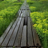 ノウルシ咲く路