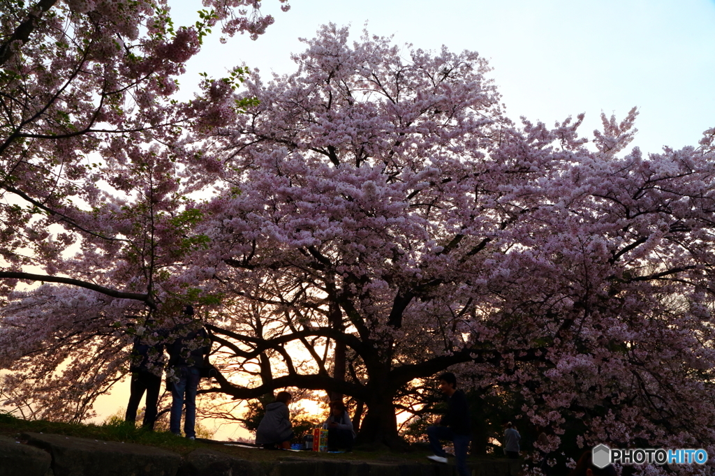 桜夕景