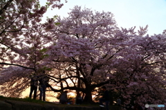 桜夕景