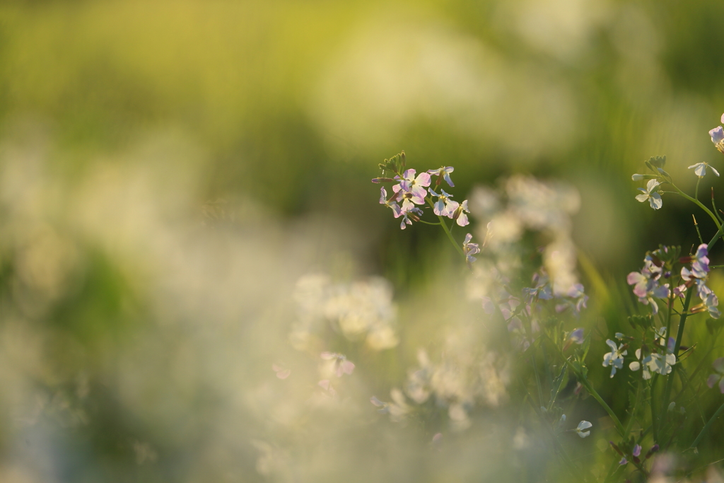 ハマダイコン_4