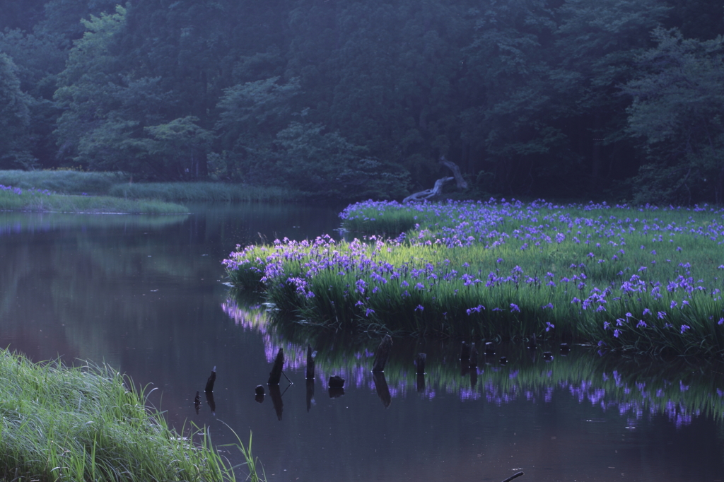 朝の平池