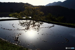 棚田煌く