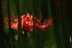彼岸花7