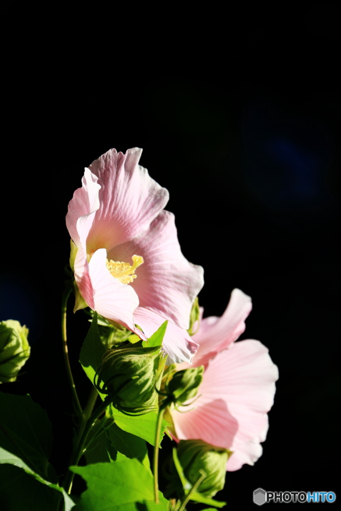 芙蓉1