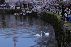 彦根城の桜_5