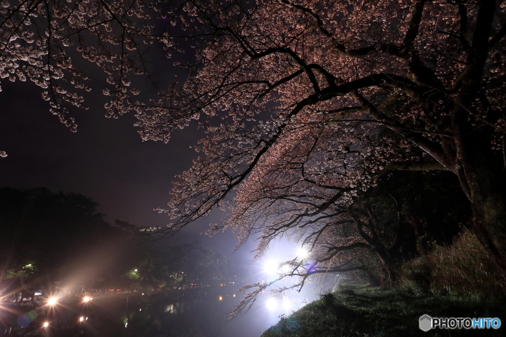 雨のライトアップ