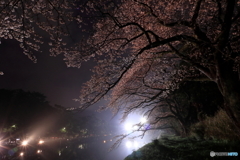 雨のライトアップ