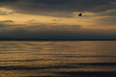 夕空を飛ぶ