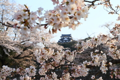 彦根城の桜_4