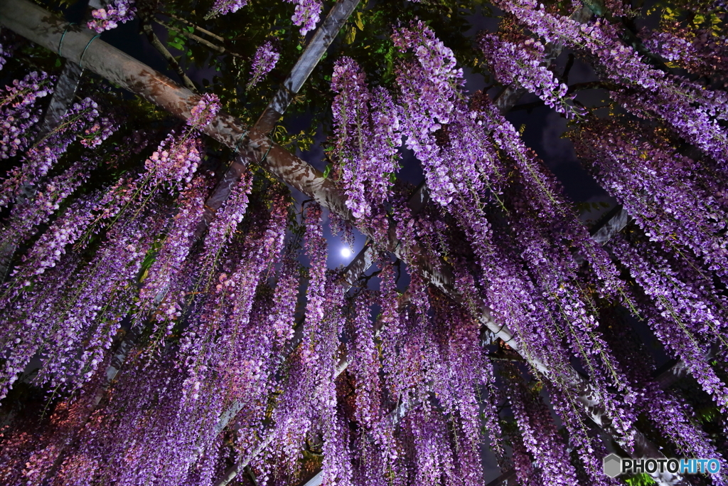三大神社の藤_3