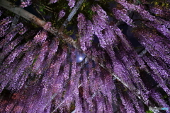 三大神社の藤_3