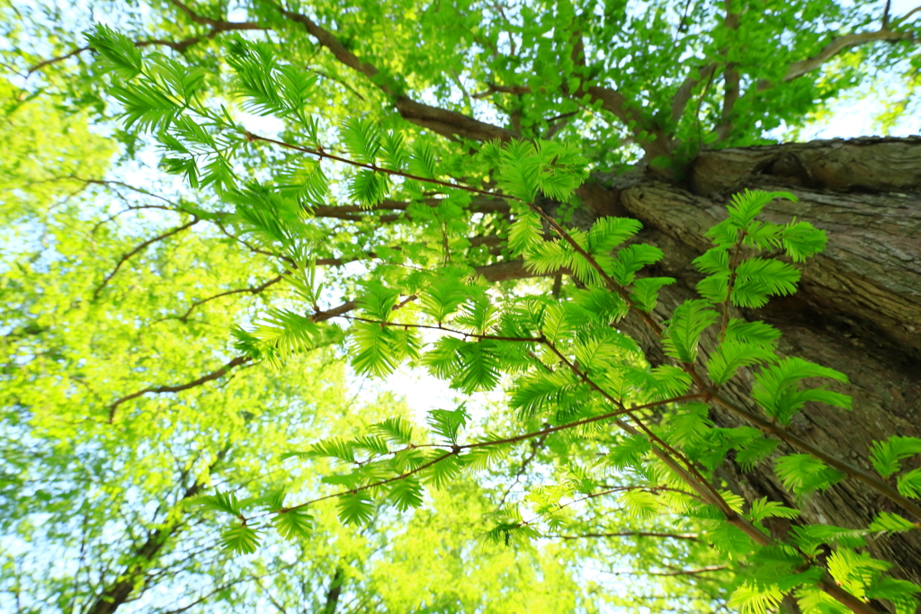 マキノメタセコイア並木の若葉