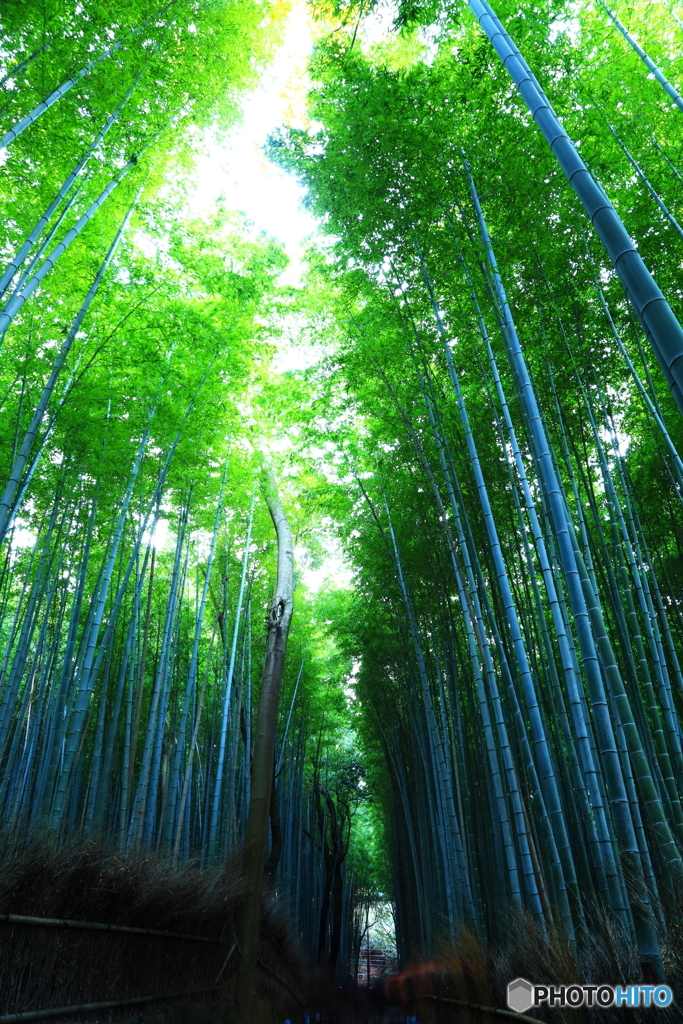 竹林の道