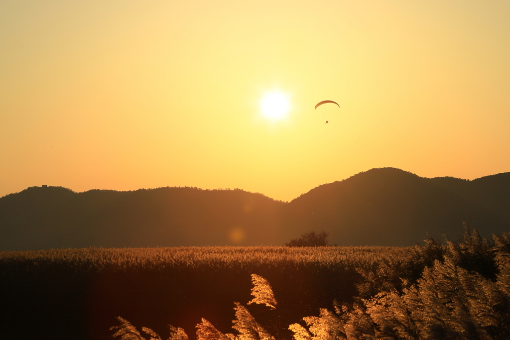 夕焼けを飛ぶ