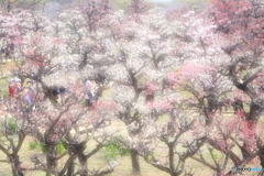 大阪城梅林_3