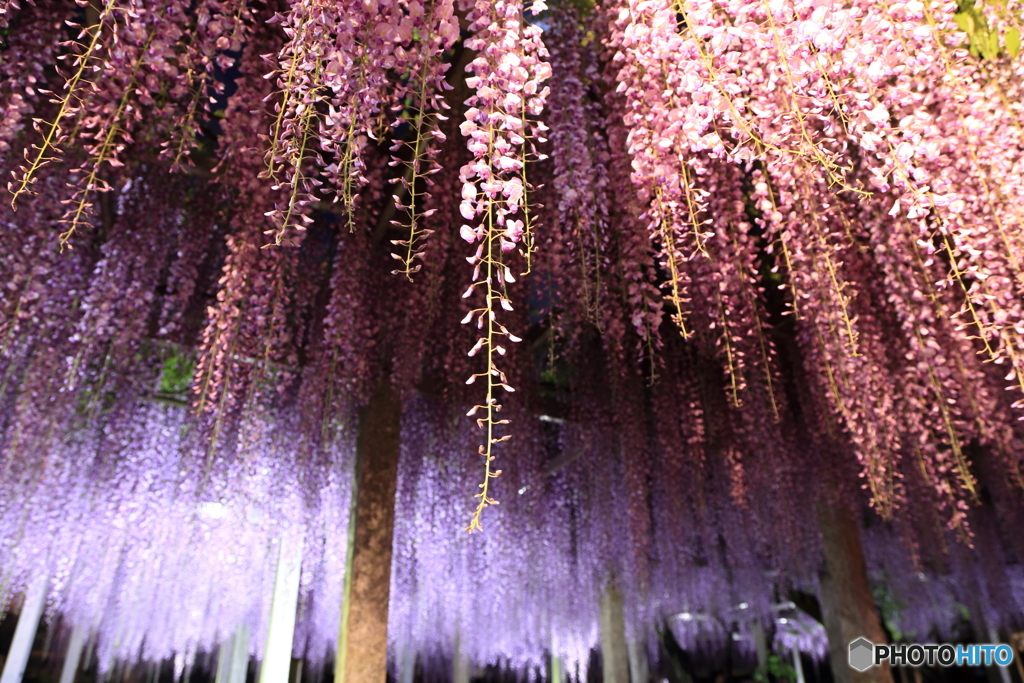 三大神社の藤_2