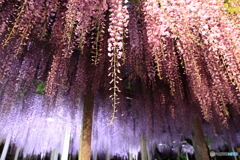 三大神社の藤_2