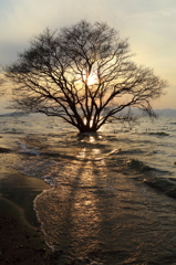 夕日に照らされて