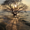 夕日に照らされて