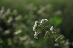 そばの花