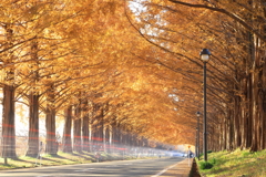 紅葉のトンネル