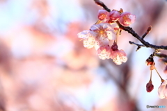 緋寒桜_2