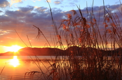 西の湖の夕陽