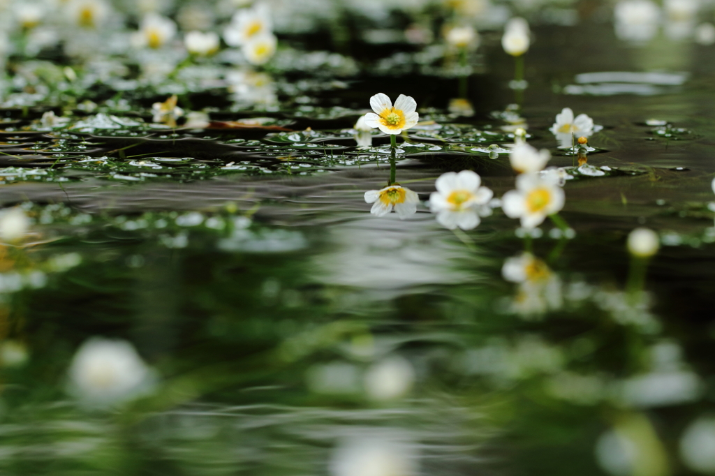 水中花