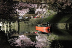 彦根城の桜_9