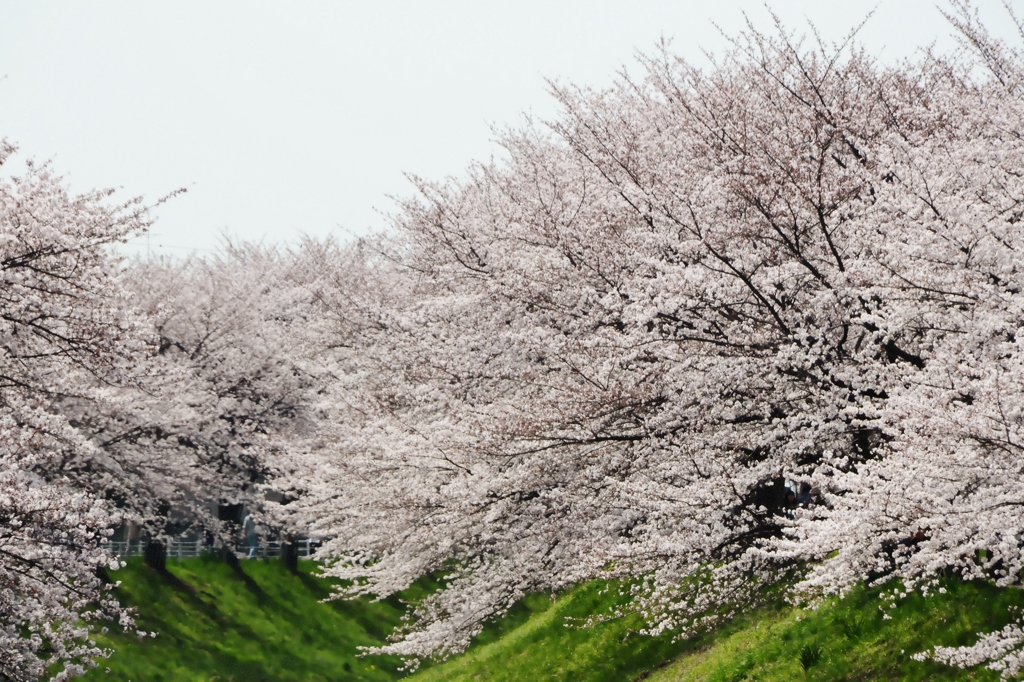 佐保川の桜