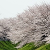 佐保川の桜