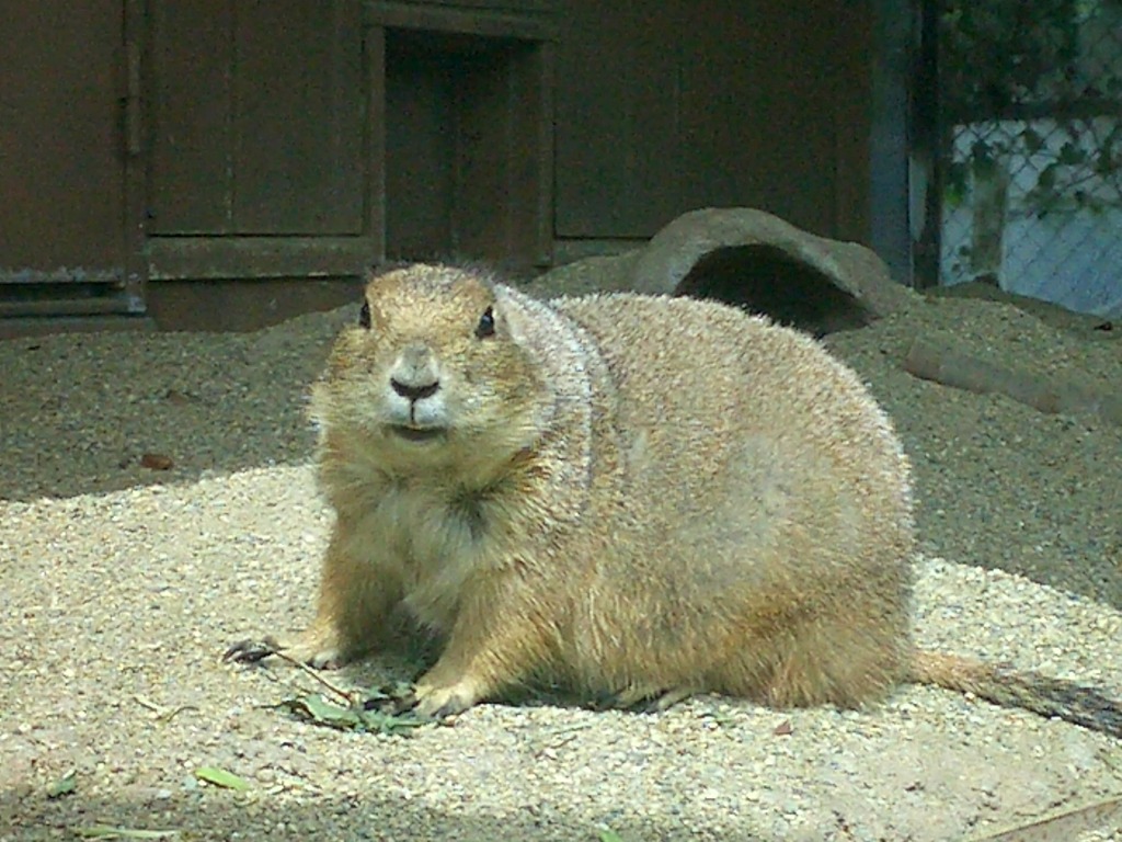 耳なしウサギじゃございません。