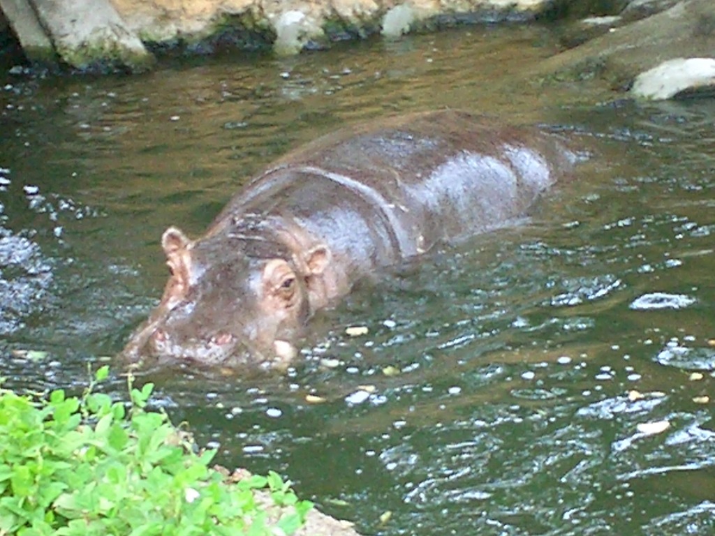 水陸両用カバ