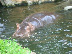 水陸両用カバ