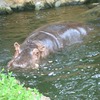 水陸両用カバ