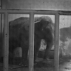 インドゾウ