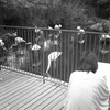 それぞれの観賞方法