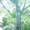 The Cicada Calls