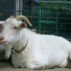 山の羊