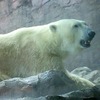 ホッキョクグマ