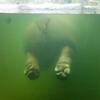 カバの尻
