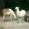 ラマの朝メシ