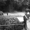 ラマを写生する少女