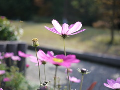 突撃